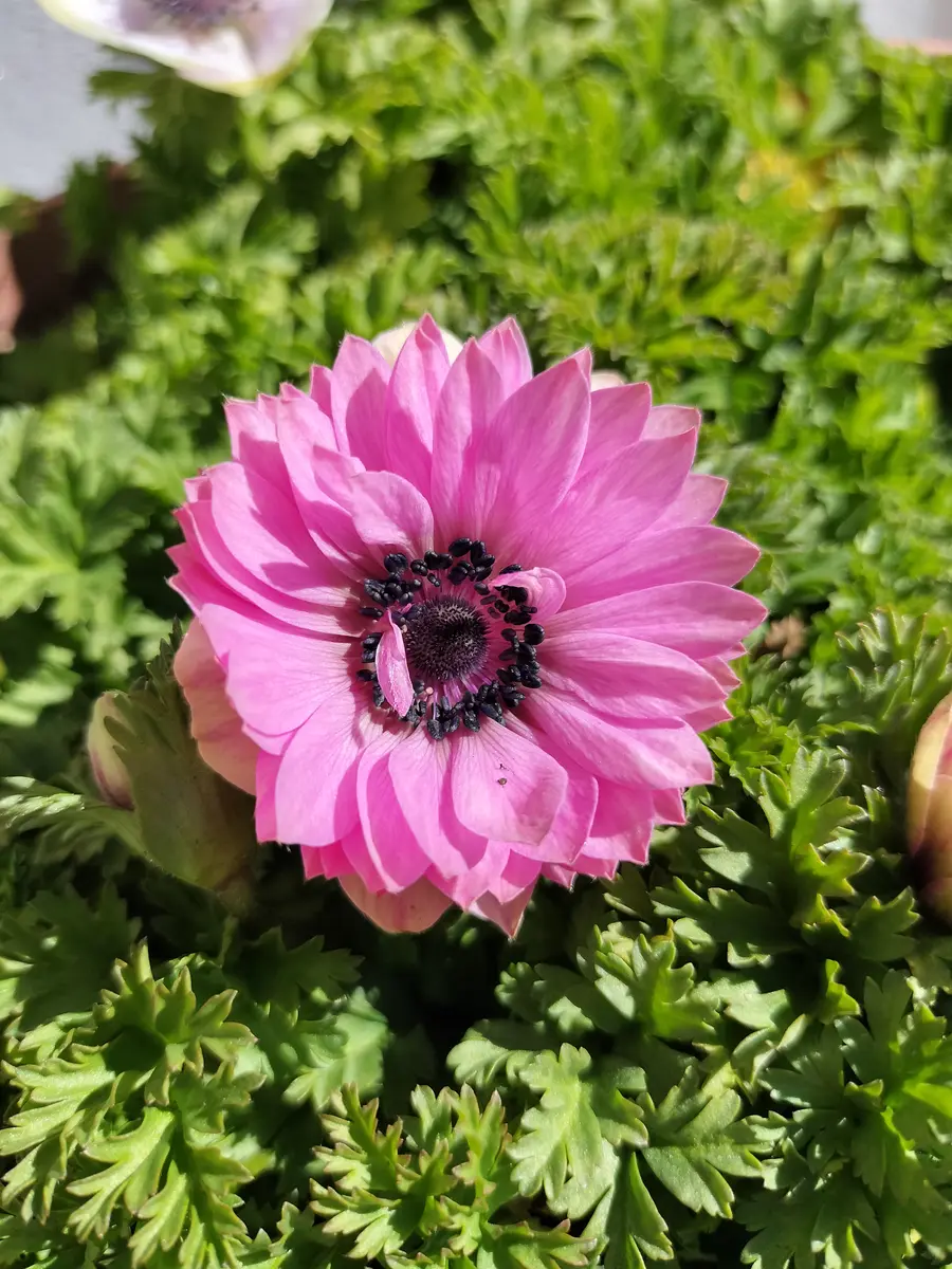 アネモネパステル アネモネパステル｜久喜市菖蒲町の園芸店｜ガーデンプレイス花のワルツ