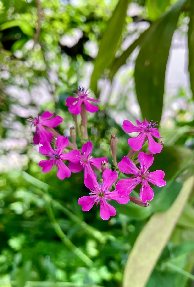 ムシトリナデシコです。「2026年」のアルバム-みんなの趣味の園芸2658072