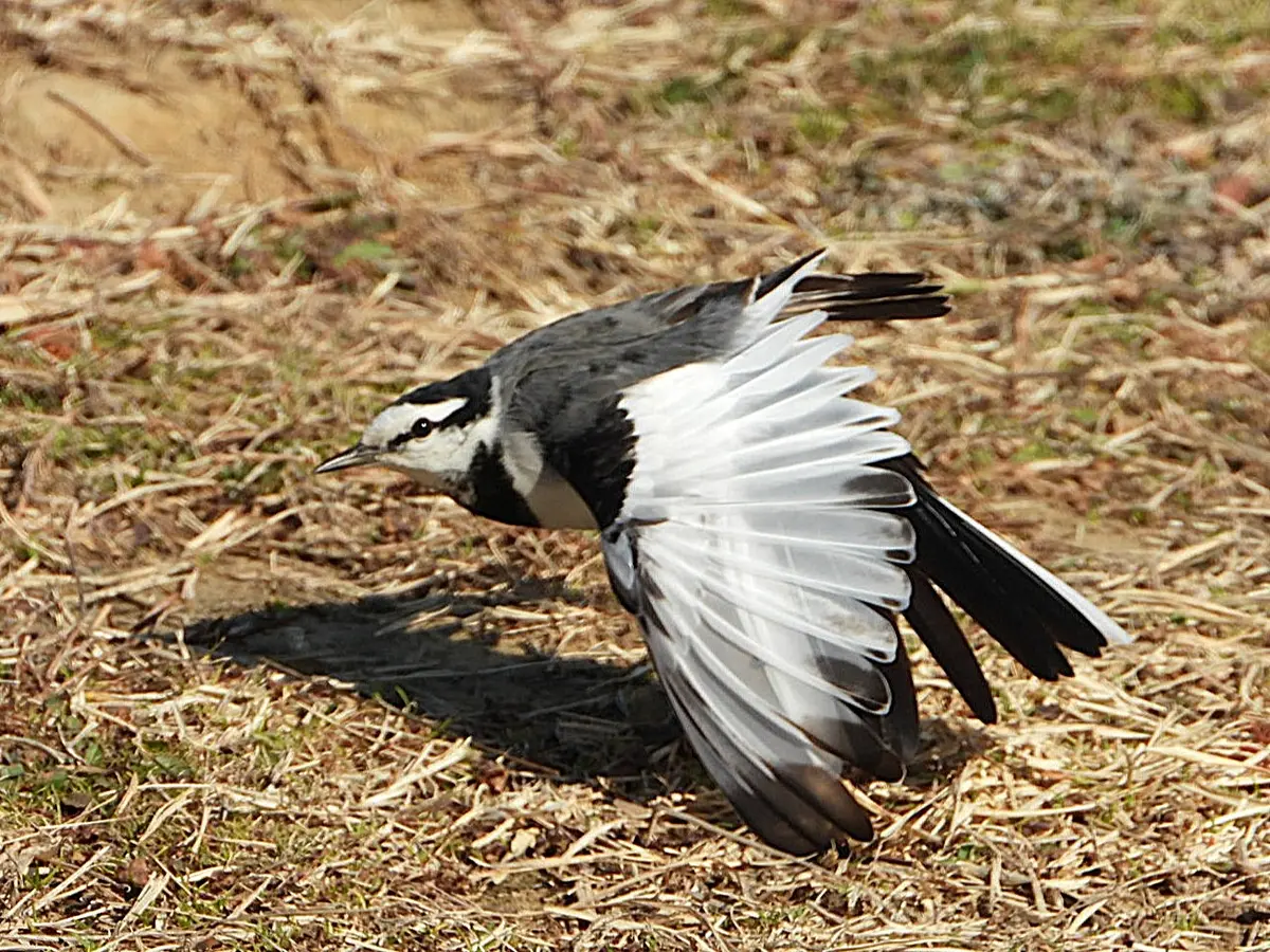 よっこらシャキ～ン！2.2「マイ・探鳥ある記2026」のアルバム-みんなの
