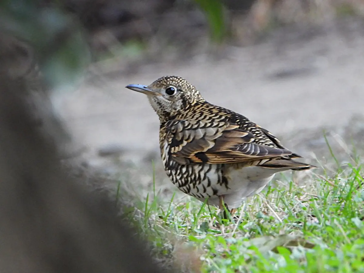 静かに歩きながら餌探し。この場所がお「マイ・探鳥ある記2026」の