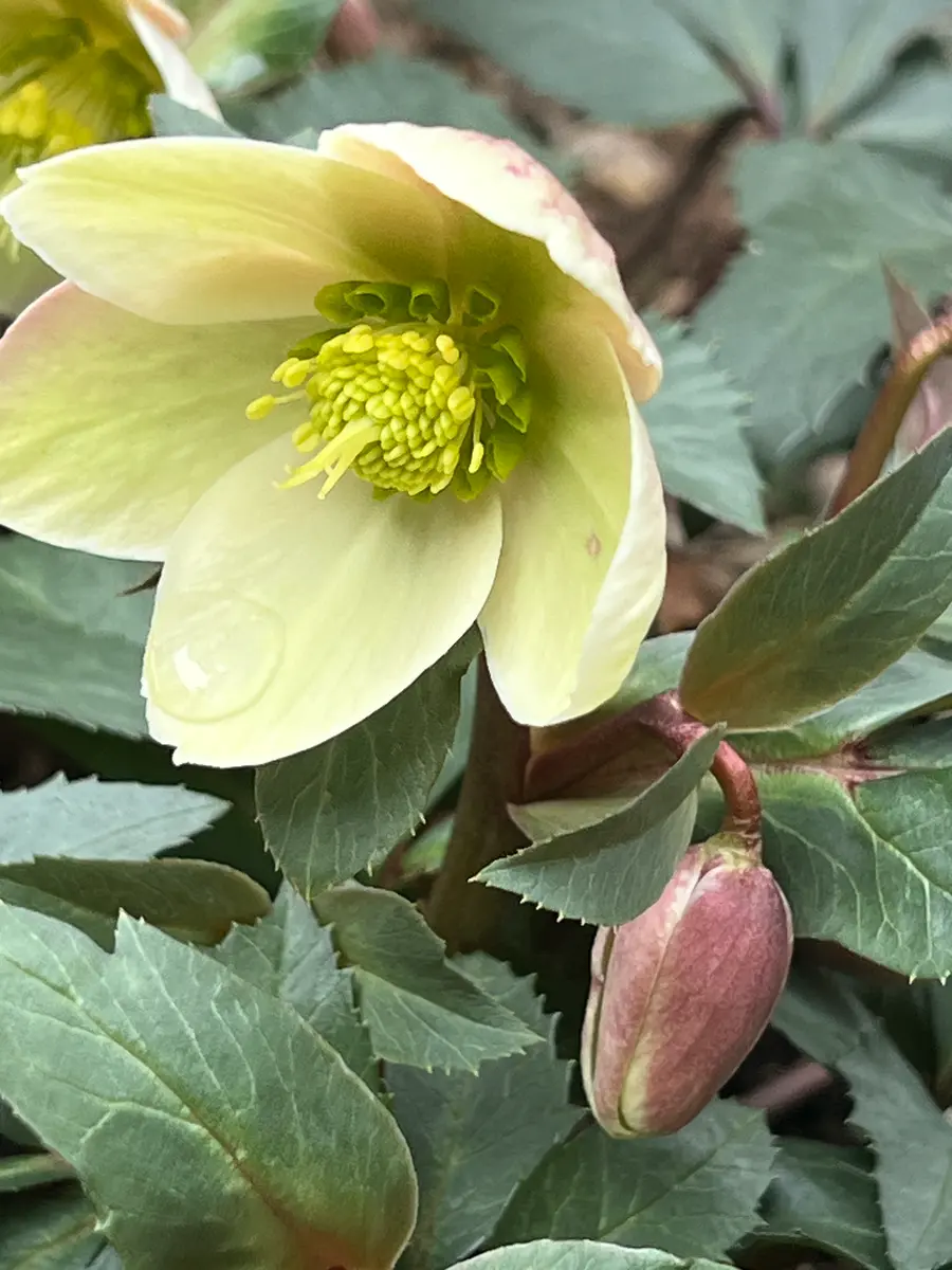 今日も暖かい広島です。雨が降らず開花「可愛い花達2026年1月