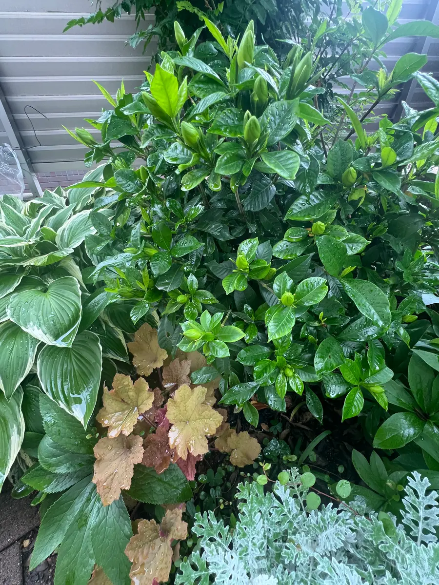 クチナシの写真-みんなの趣味の園芸2686348