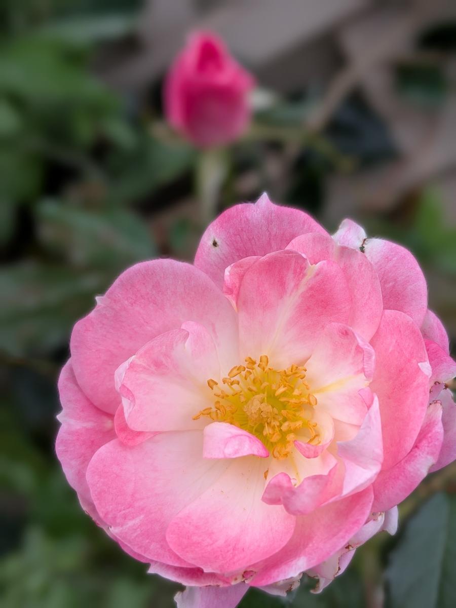 庭の薔薇🌹ピンクフレンチレース✨️久々2026年庭の木草花