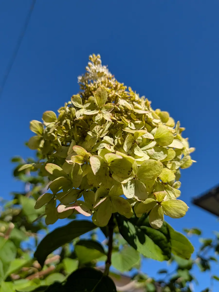 庭のピラミッドアジサイ✨️久々の澄んだ「2026年庭の木草花」の