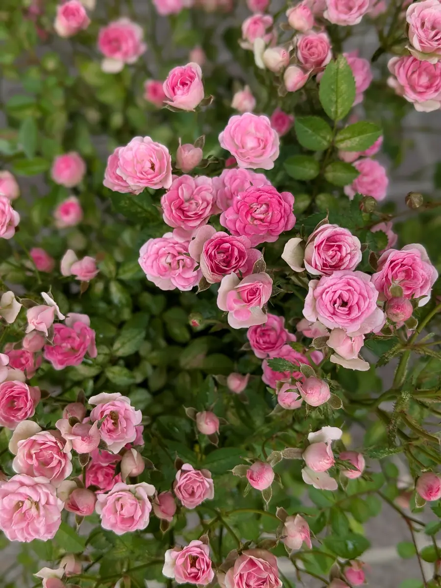 5月末の極小輪ミニバラ ワンダーファイ花たち（1月〜）｜アルバム