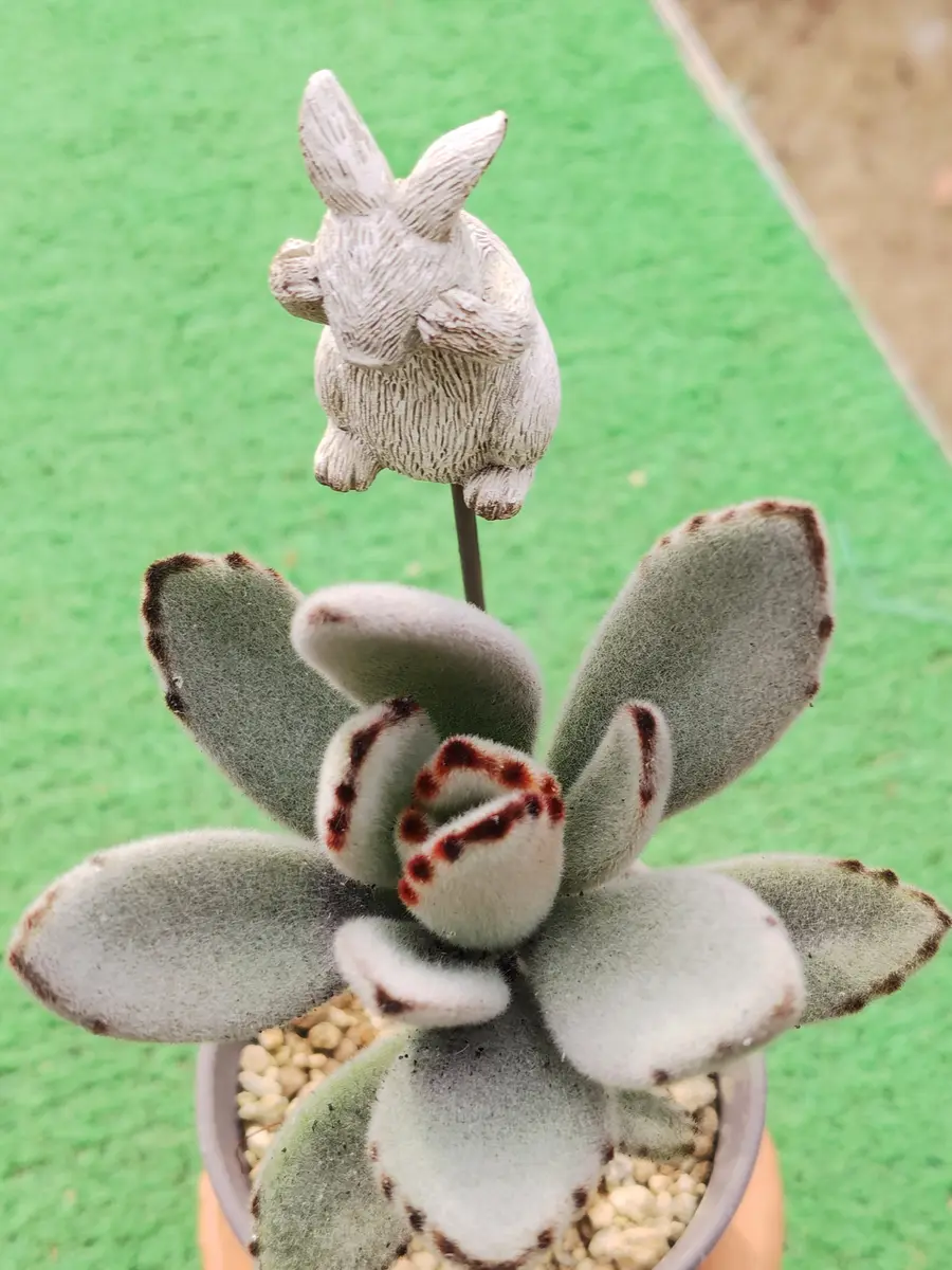多肉植物 カランコエ もふもふ兎シリーズ♡ 激レア♪ コリス 抜き苗 カランコエ 月兎耳モコモコ、モフモフ「多肉たち2026」のアルバム