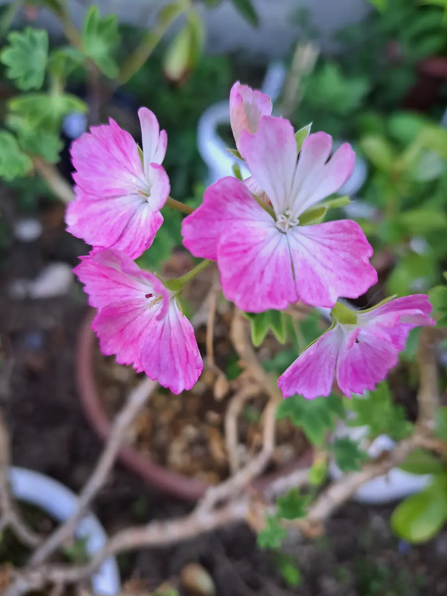 ゼラニウム(桜のダンス🌸)「2026年 令和8年 我が家の植物達」の