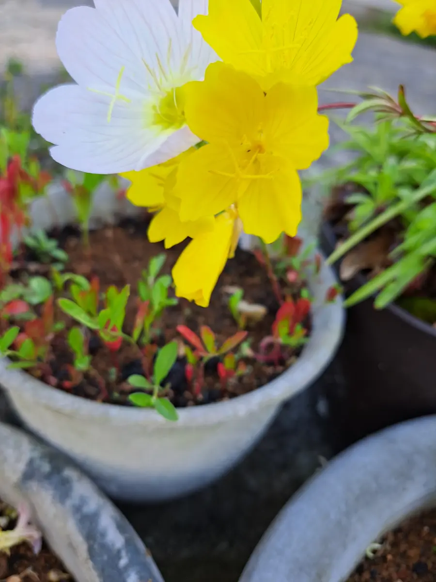 月見草（マツヨイグサの仲間）の写真-みんなの趣味の園芸2686488
