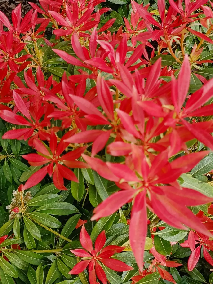 アセビ（Pierisjaponica'ForestFlame「2026年の草花や景色等