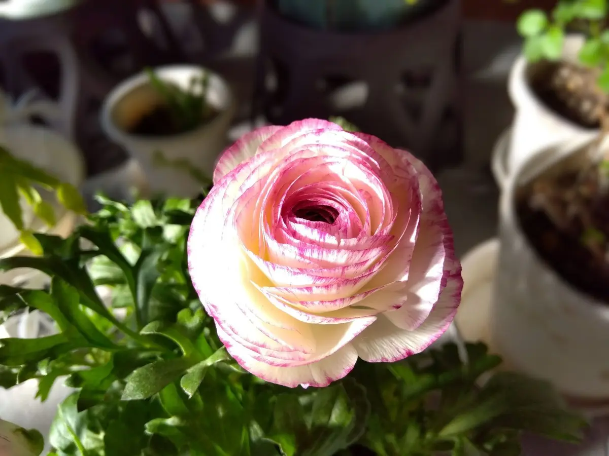 ラナンキュラス 綾リッチ「2026年のお花」のアルバム-みんなの趣味の