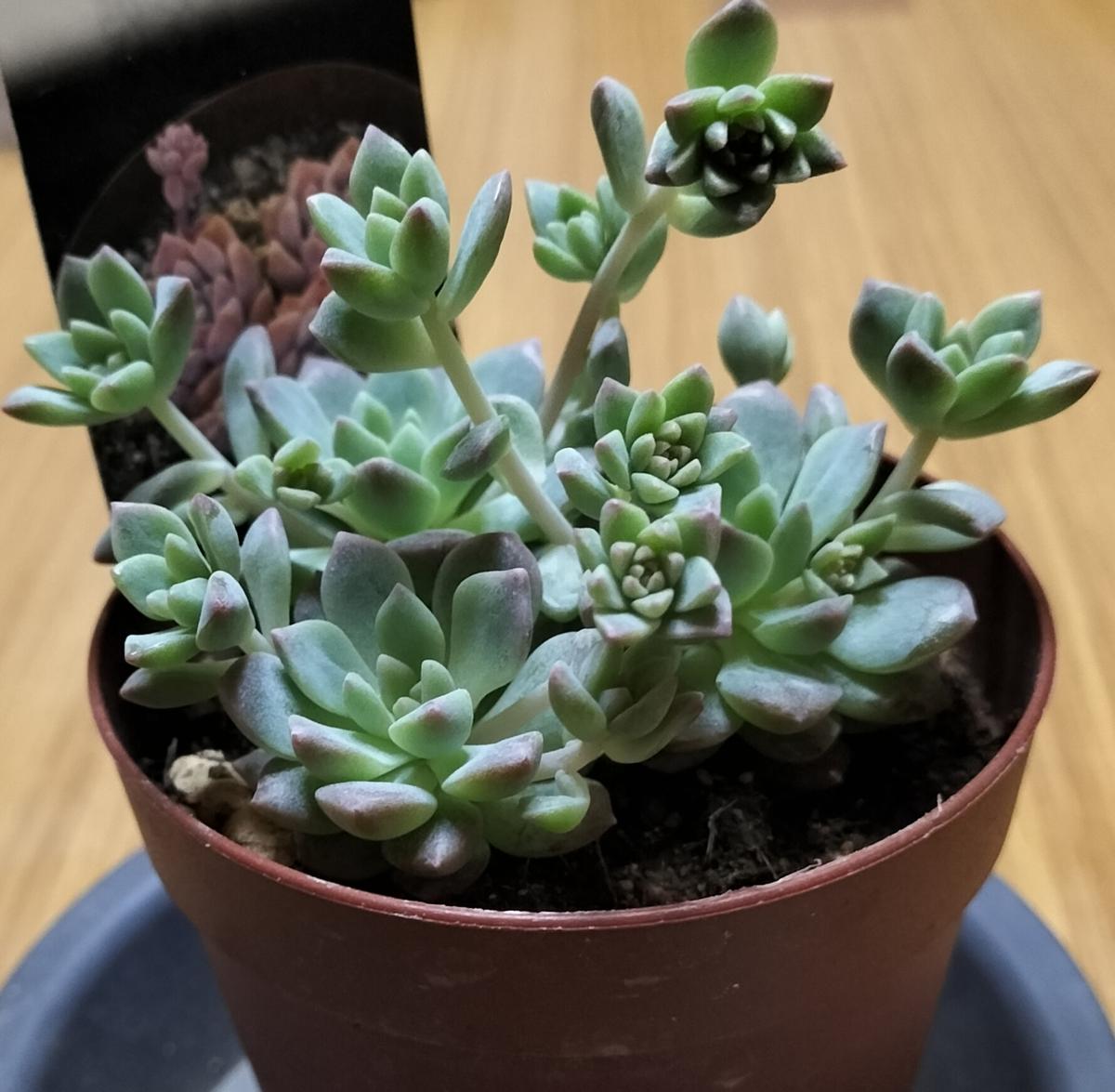 プロリフェラ脇芽が伸びてきました。「多肉・観葉植物 2026」の