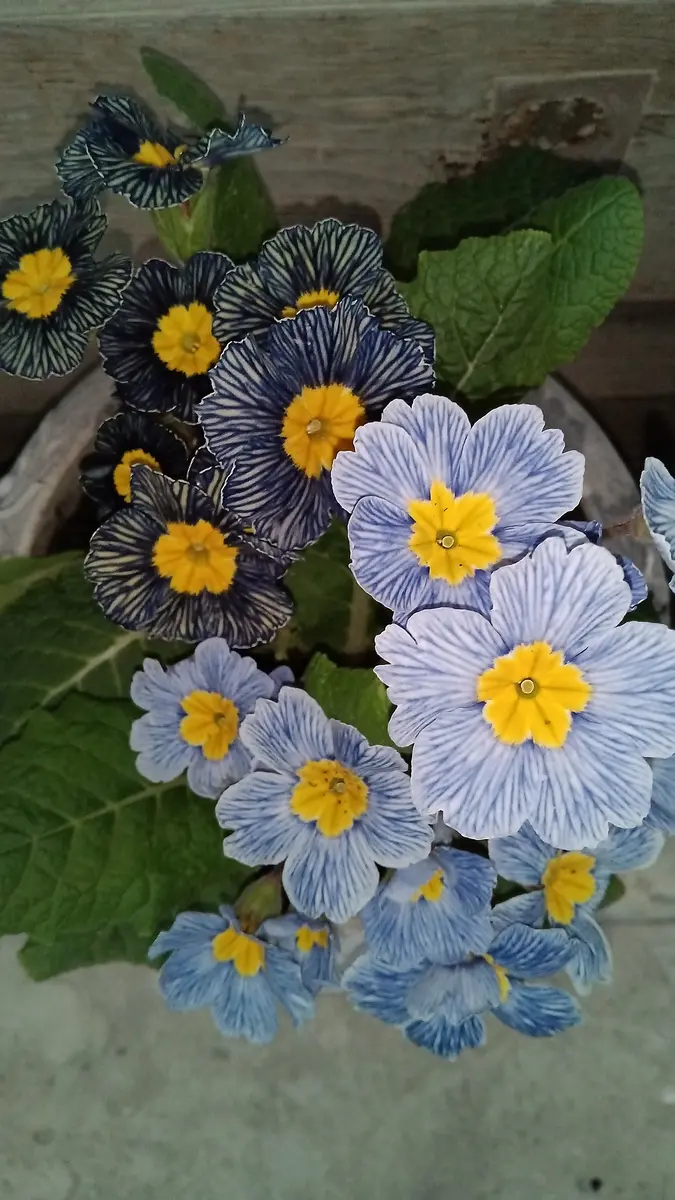 2026.2.25.変わった花の色と柄です。抽「令和8年花は咲く」の