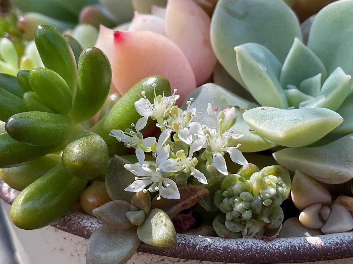寄せ植えの中で可愛いお花が咲いていま「2026可愛い多肉植物」の