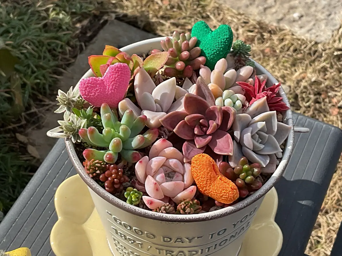 多肉植物の寄せ植え ハートのピック「2026可愛い多肉植物」のアルバム