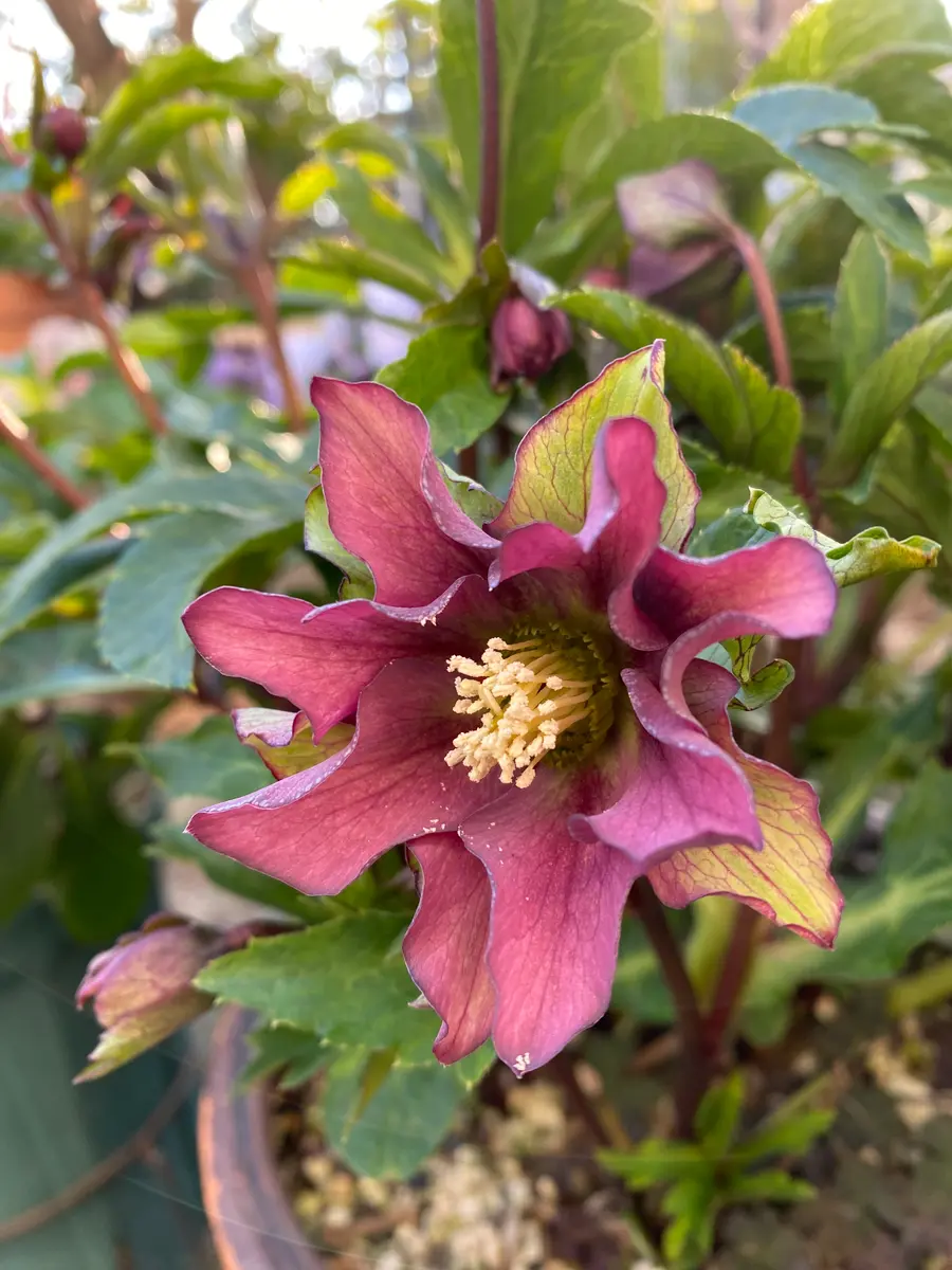 とても個性的なクリスマスローズ レッ「2026年丙午 1月8日〜」の