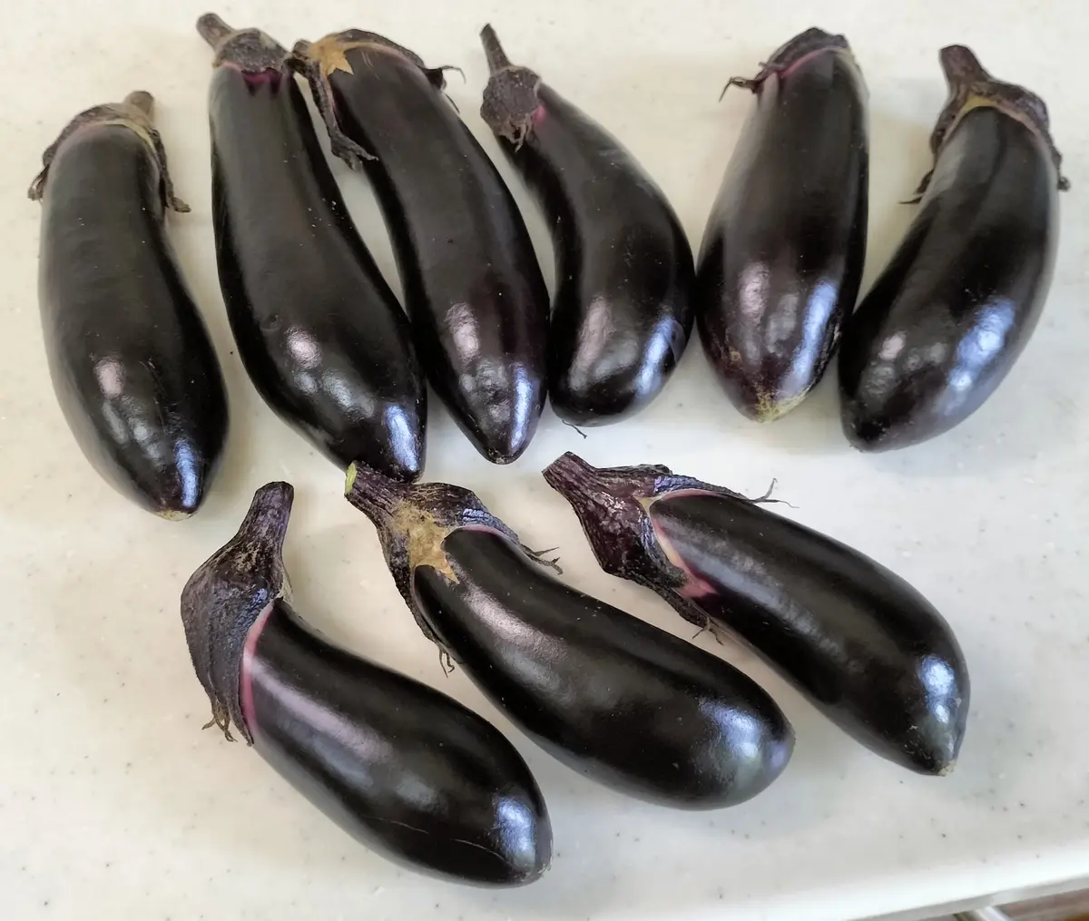 今日の収穫 7月20日茄子🍆お漬「我が家の畑 2026」のアルバム