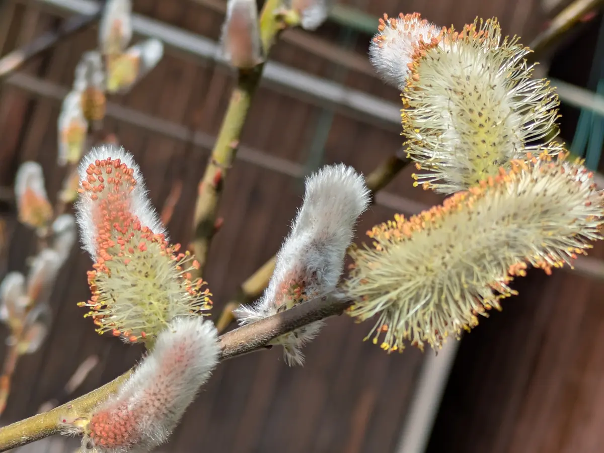 ヤナギの仲間（イヌコリヤナギなど）の写真-みんなの趣味の園芸2610520