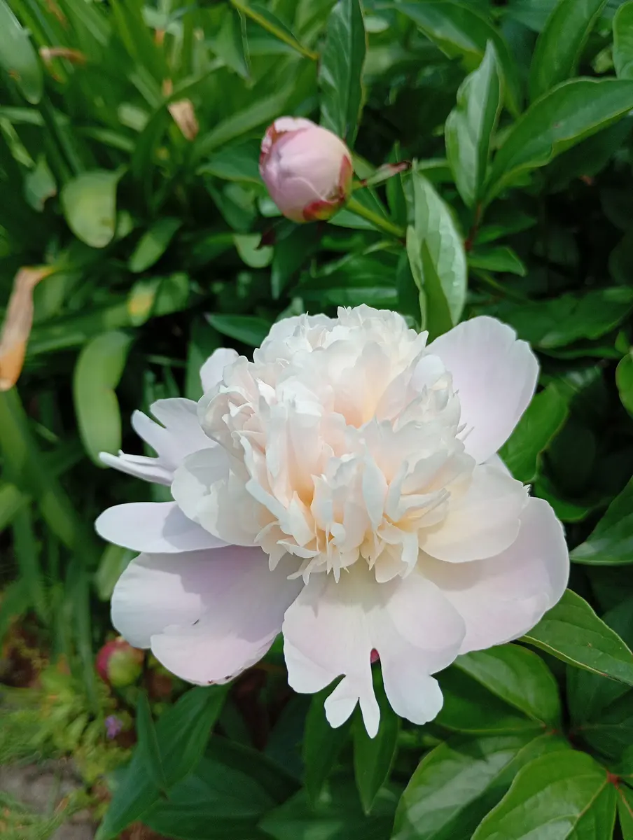 芍薬💟「2026年 ✨春夏秋冬✨」のアルバム-みんなの趣味の園芸2652284
