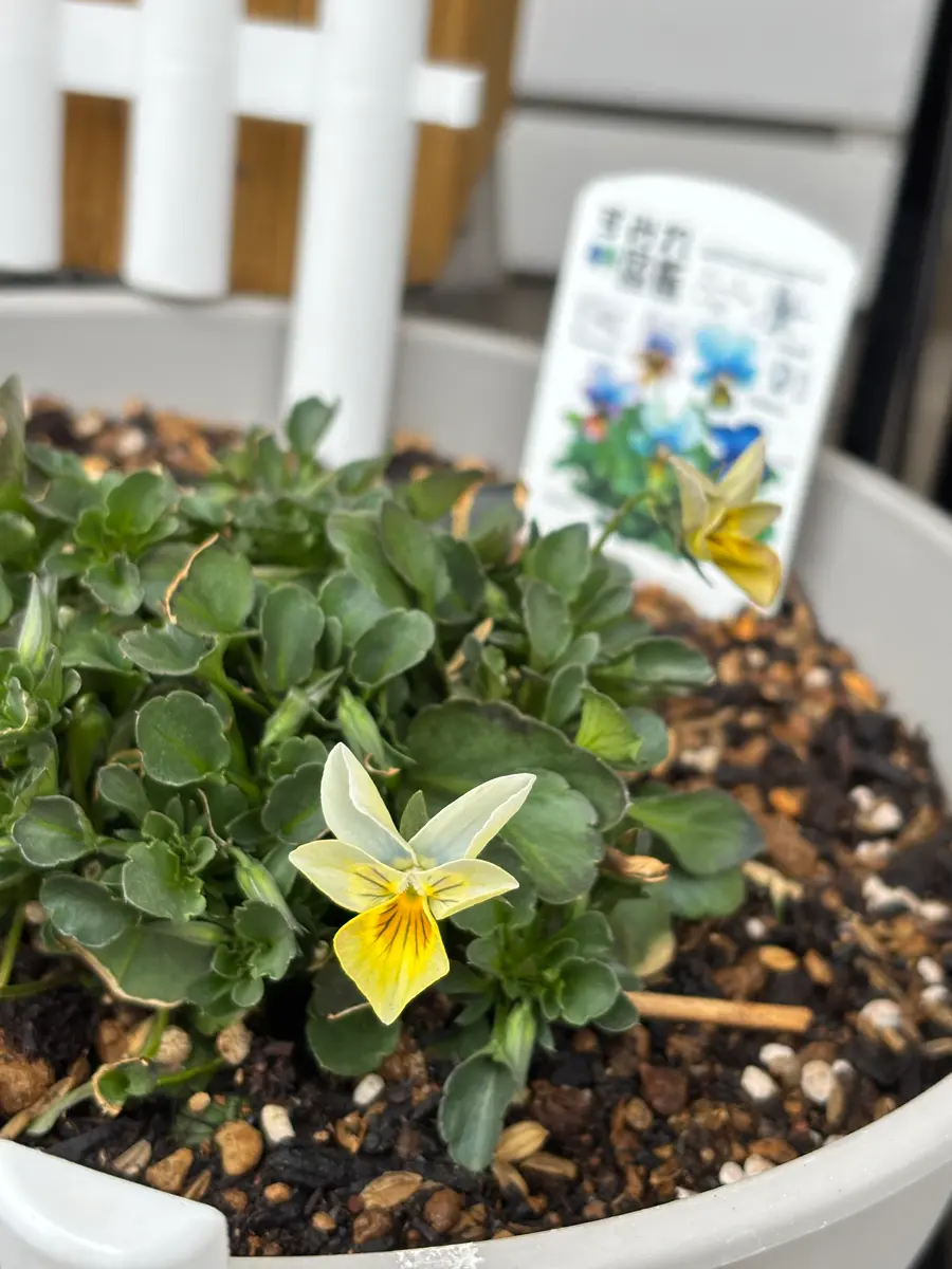 すみれ図鑑」のアルバム-みんなの趣味の園芸2607307