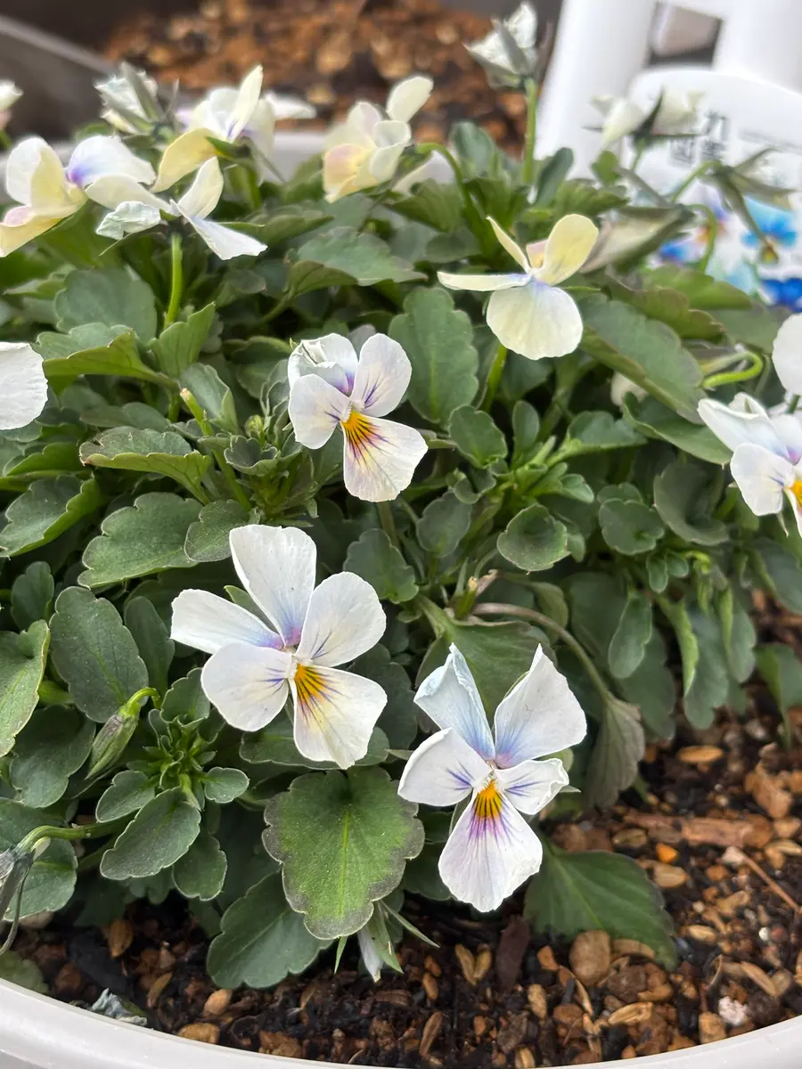 すみれ図鑑」のアルバム-みんなの趣味の園芸2607308