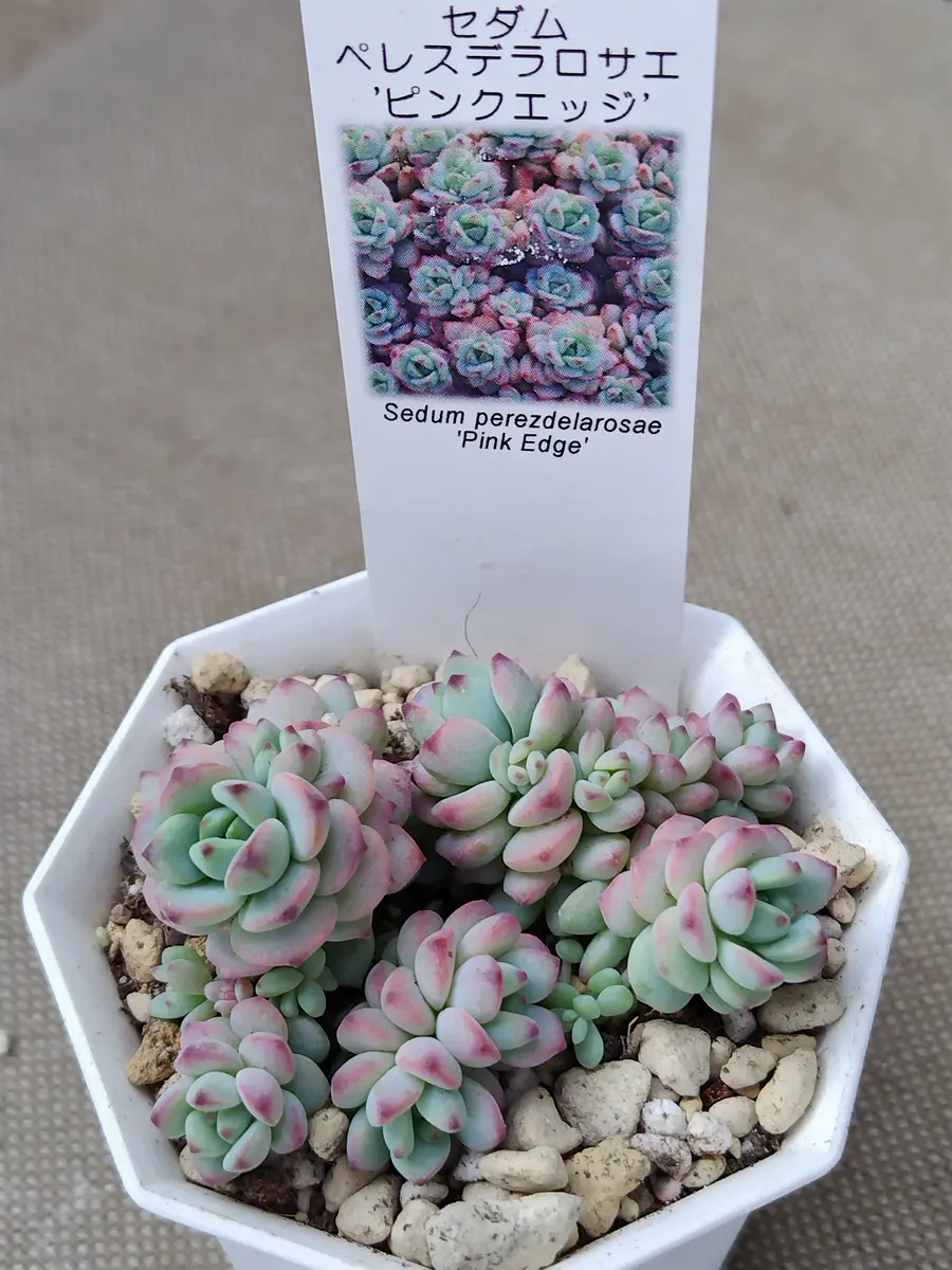 エケベリア・セダム lemmikki セダム「多肉エケベリア属を除く令和8年1月～」のアルバム-みんなの