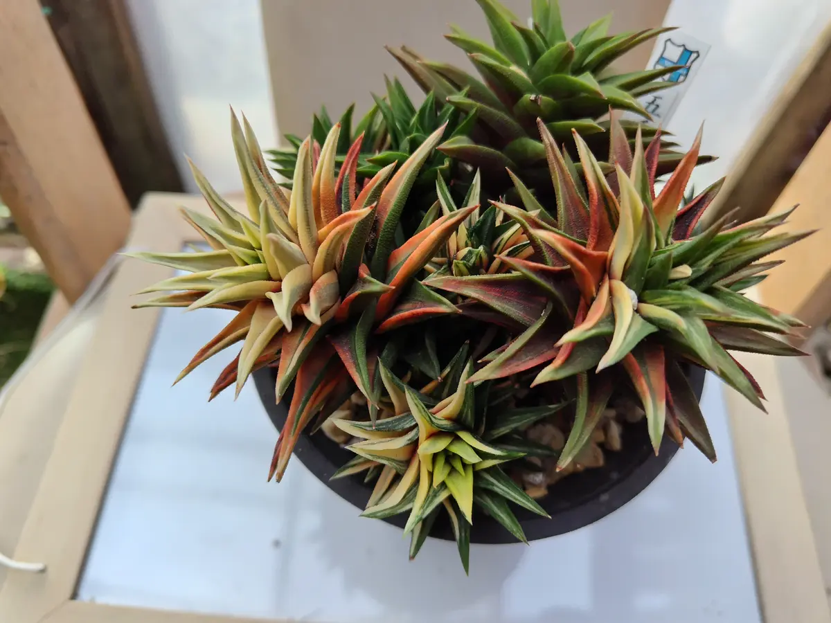 ハオルチアの写真-みんなの趣味の園芸2596751