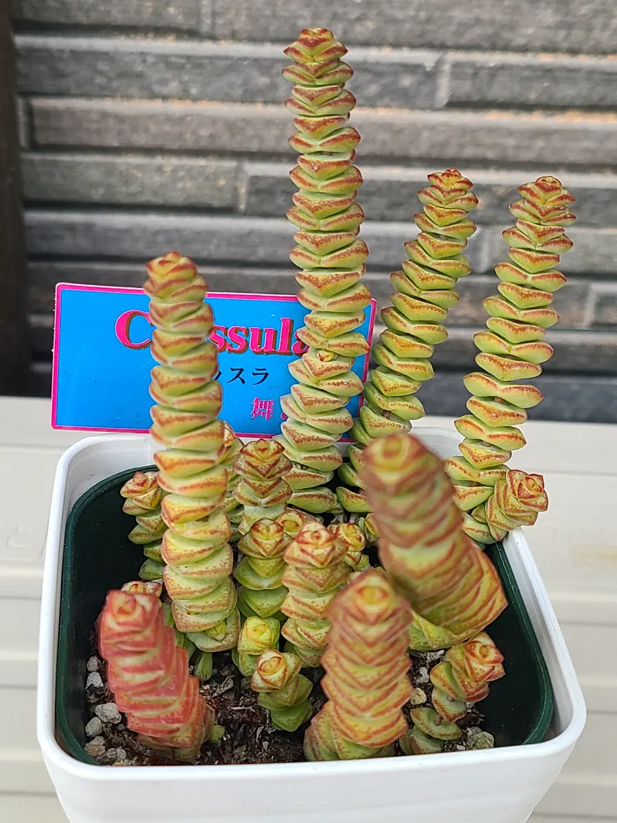 舞乙女 多肉植物 銭串 古株，大苗，大群生株 根付き発送 撮影12月14日
