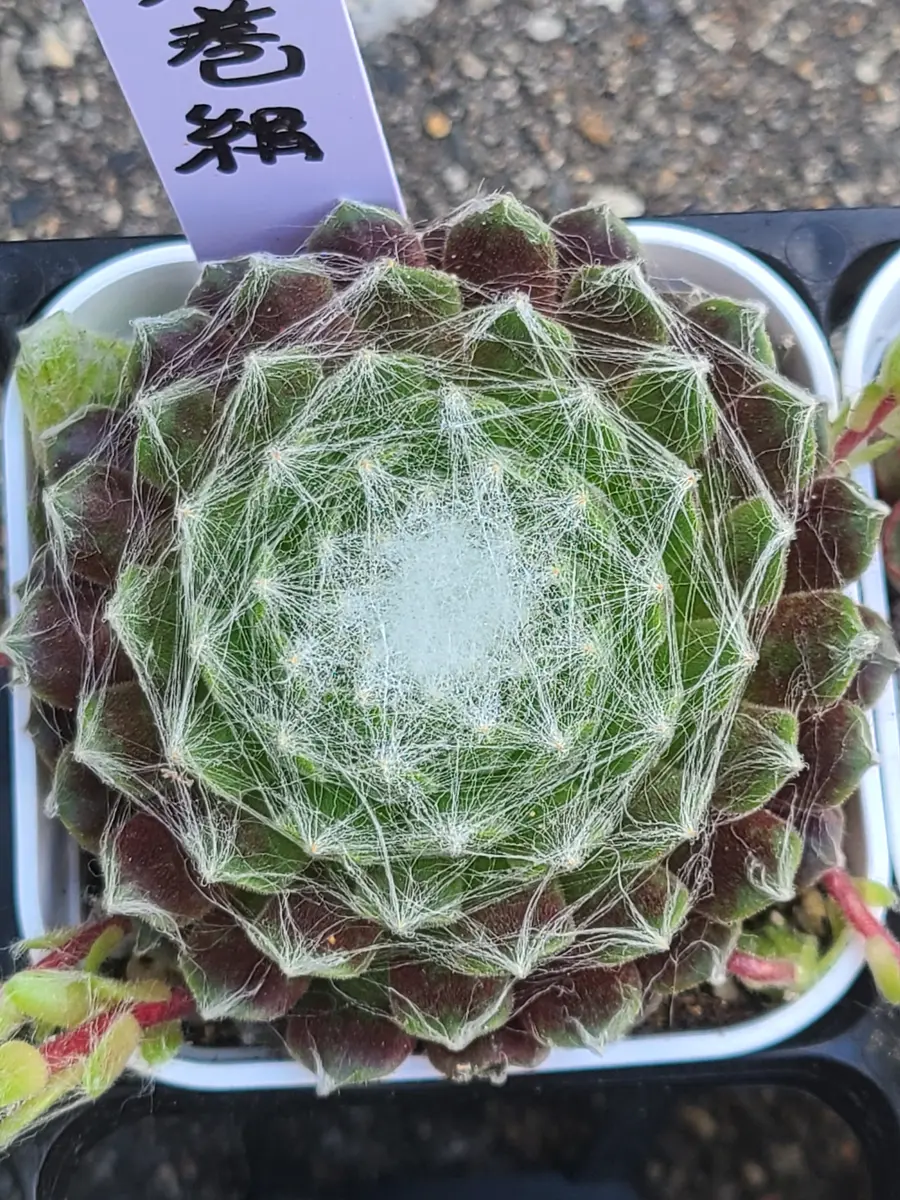 Top【選抜株】多肉植物　16360蜘蛛巣巻絹　35個　鉢無し/脱土 Top【選抜株】多肉植物 16360蜘蛛巣巻絹 35個 鉢無し/脱土 【公式通販】