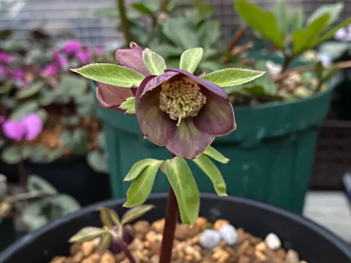 アトロルーベンス「2026年クリスマスローズ」のアルバム-みんなの趣味