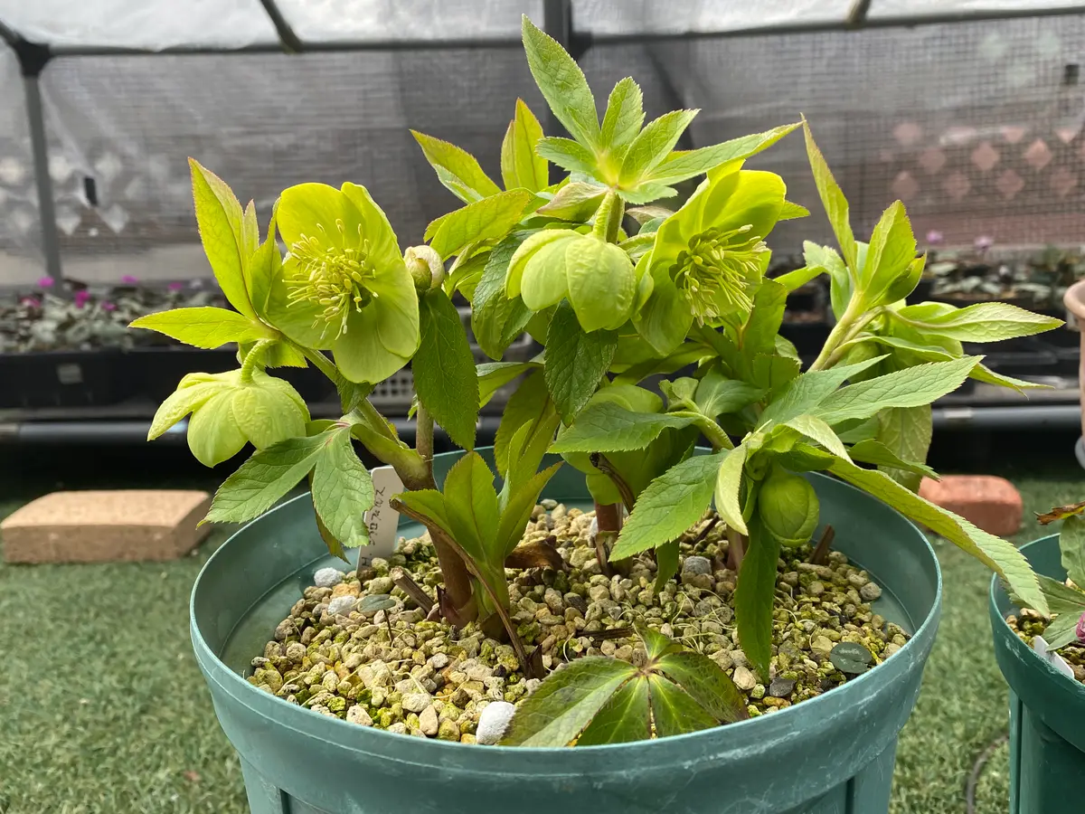 原種シクロフィルス原種にしては巨大花「2026年クリスマスローズ