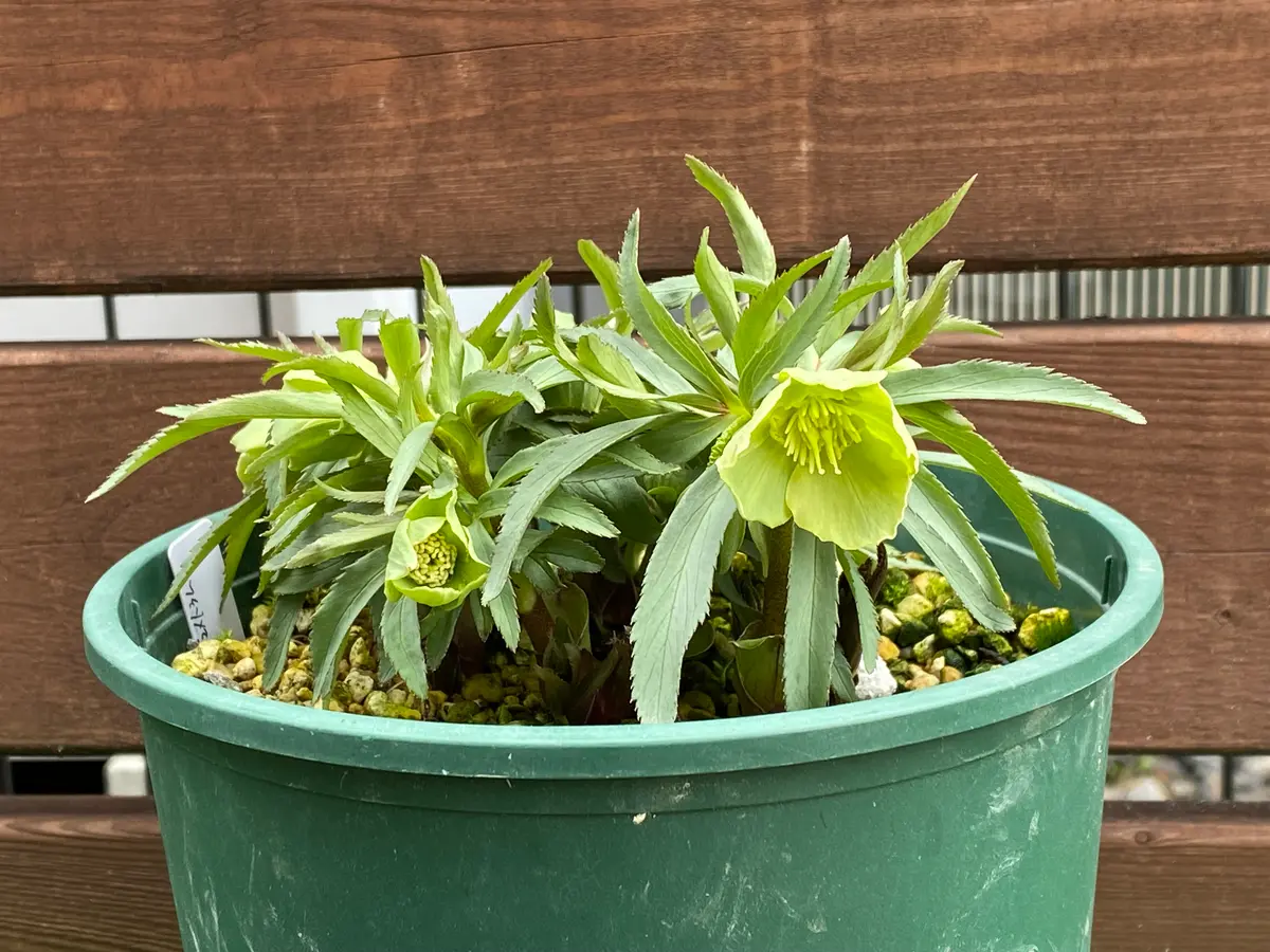 原種デュメトラム小輪の花で多花性が魅「2026年クリスマスローズ