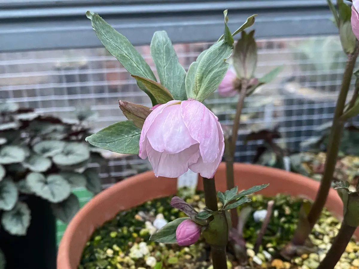 チベタヌスxニゲル交配「絹」「2026年クリスマスローズ」のアルバム