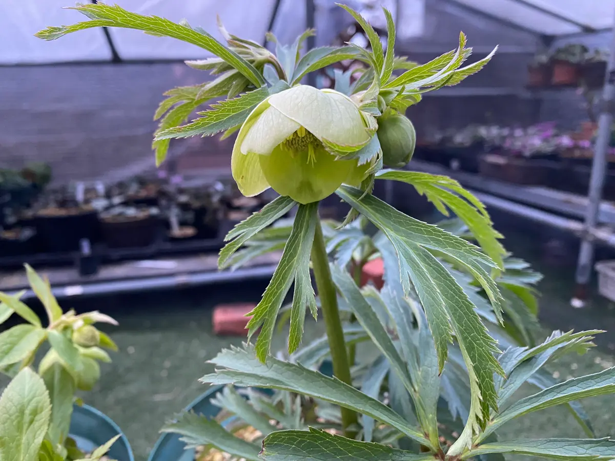 原種ボッコネイ「2026年クリスマスローズ」のアルバム-みんなの趣味の