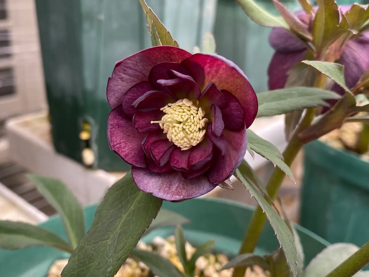 グレープdd「2026年クリスマスローズ」のアルバム-みんなの趣味の園芸