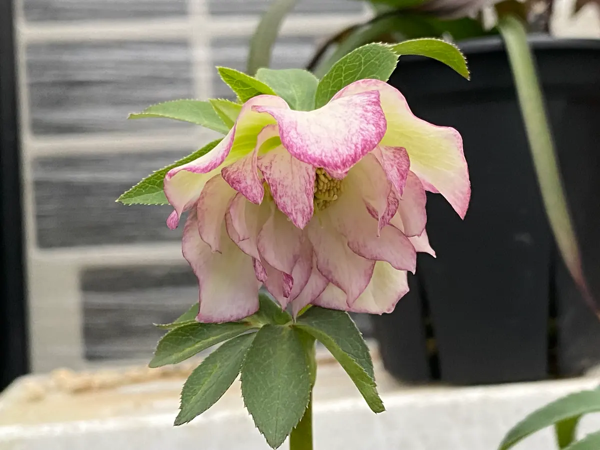 剣弁咲きdd「2026年クリスマスローズ」のアルバム-みんなの趣味の園芸