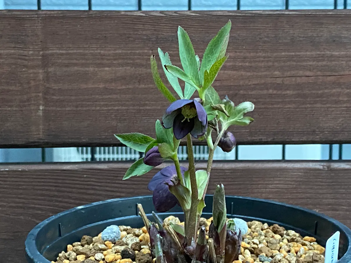 原種クロアチカス「2026年クリスマスローズ」のアルバム-みんなの趣味