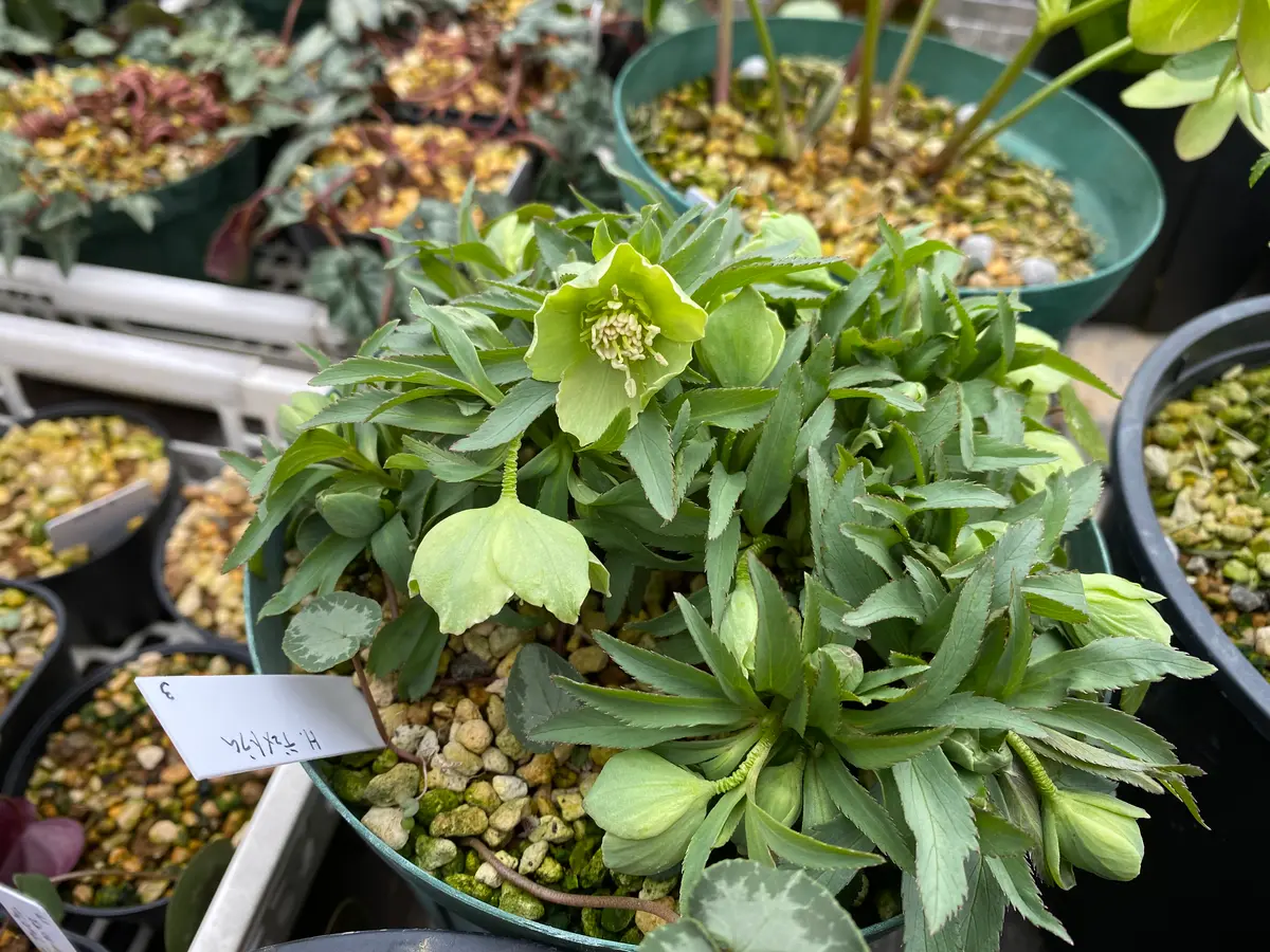 原種デュメトラム「2026年クリスマスローズ」のアルバム-みんなの趣味