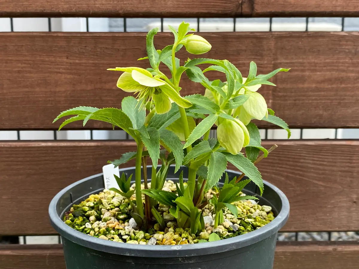 原種リグリクスリグリクスの魅力な何と「2026年クリスマスローズ