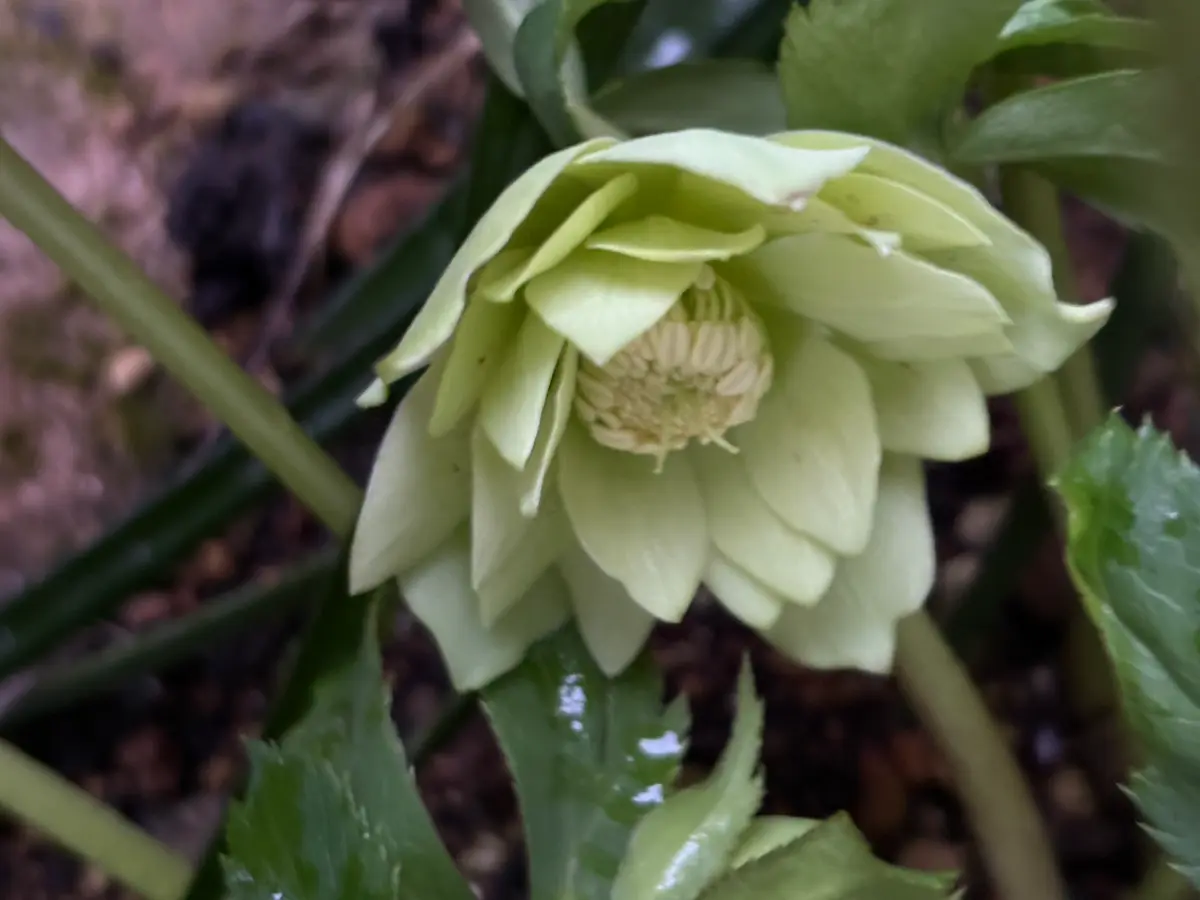 クリスマスローズ グリーンダブルです「2026年 家の庭 年明けから