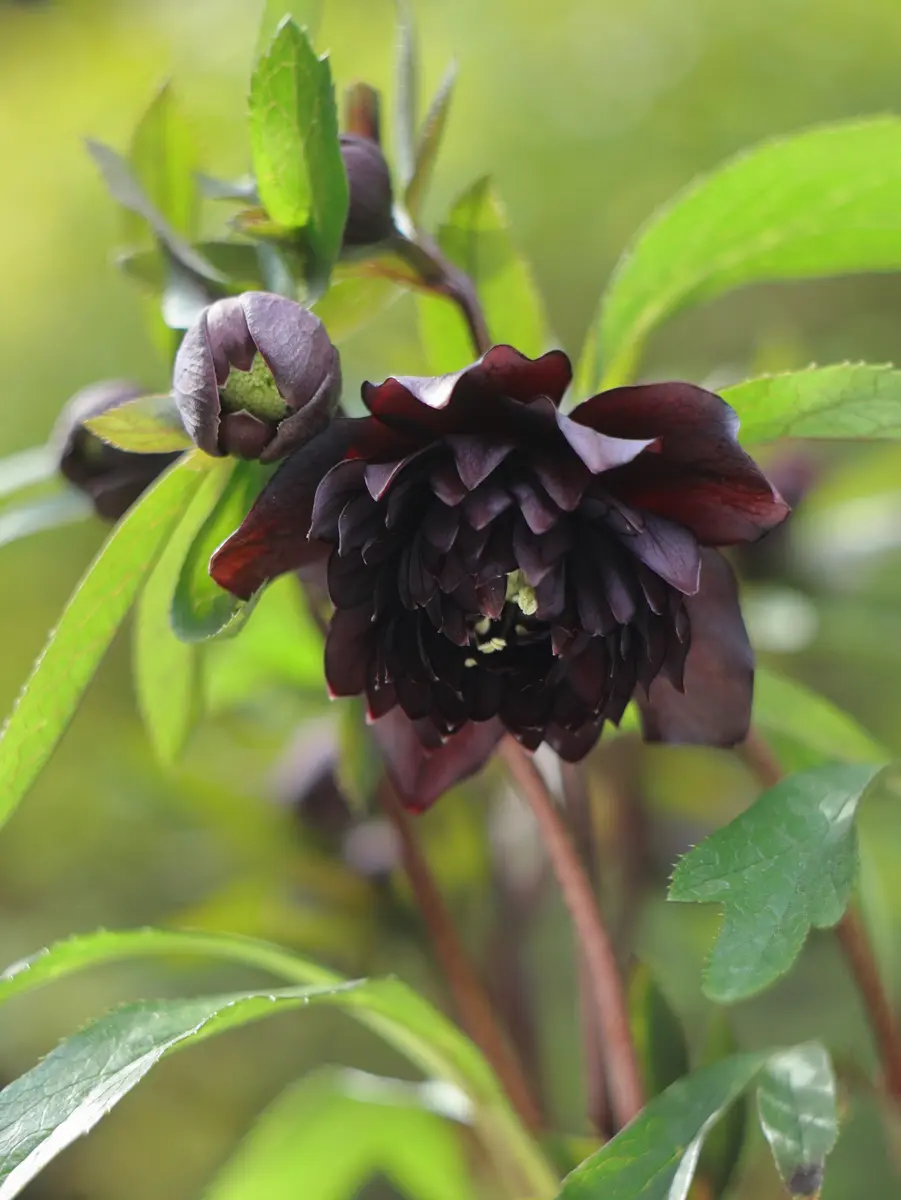 2026/2/10ブラック(ダークカラー)多弁「FY2025(〜2026)クリスマス