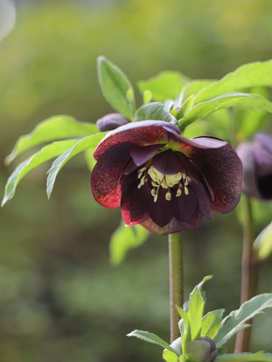 2026/2/15ダークパープルダブル大輪「FY2025(〜2026)クリスマス