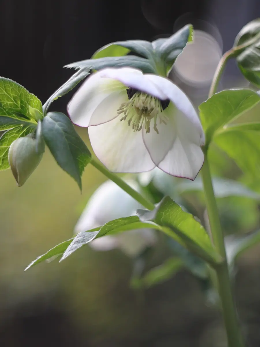 2026/2/15ホワイトダークネクタリー「FY2025(〜2026)クリスマス