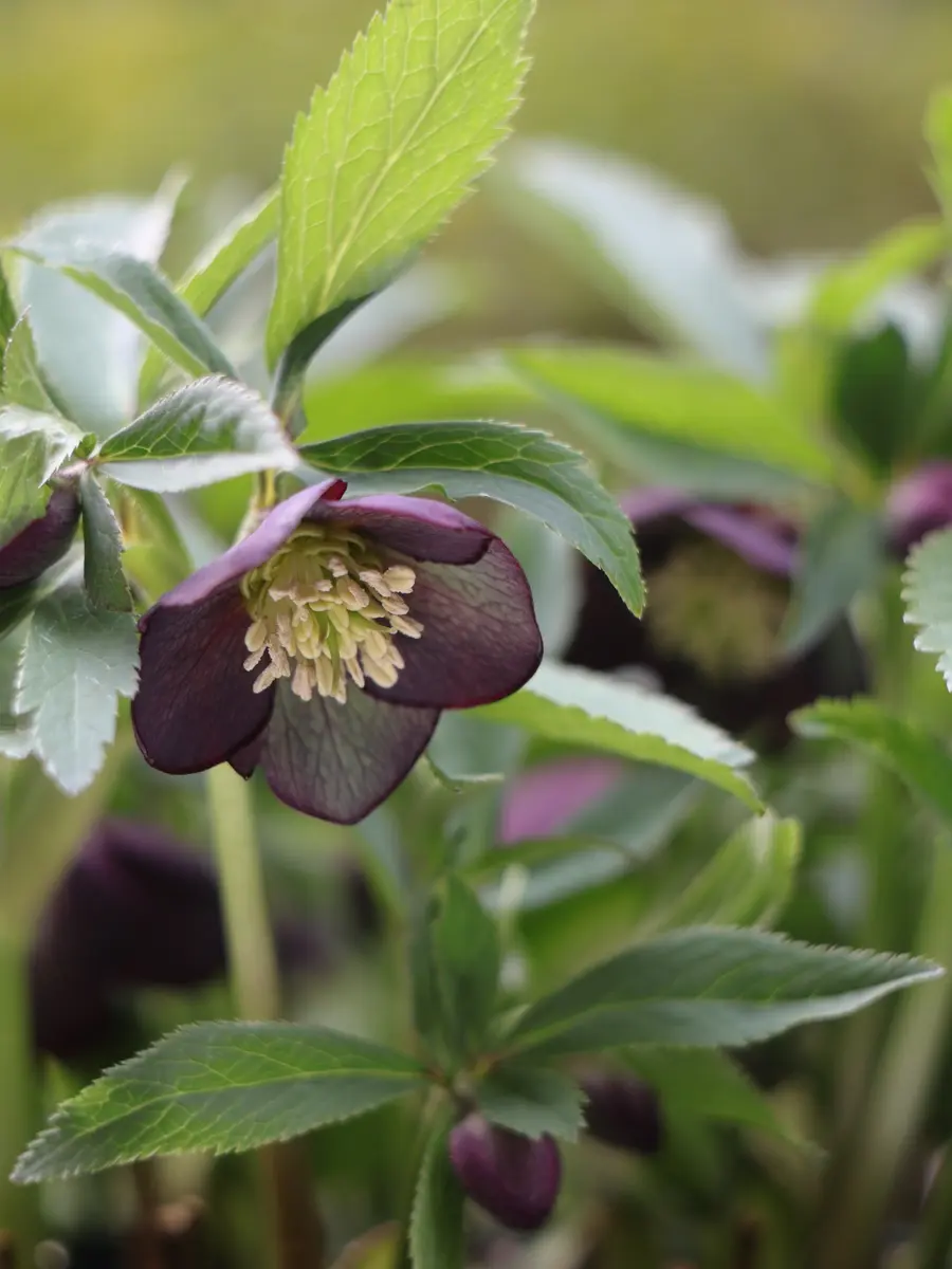 2026/2/14原種クロアチカス今期はたく「FY2025(〜2026)クリスマス