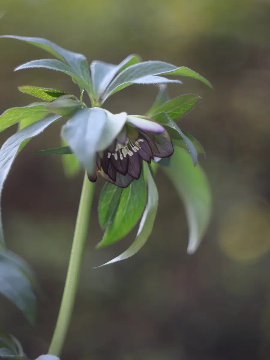 2026/2/18原種ムルチフィダピコティ「FY2025(〜2026)クリスマス