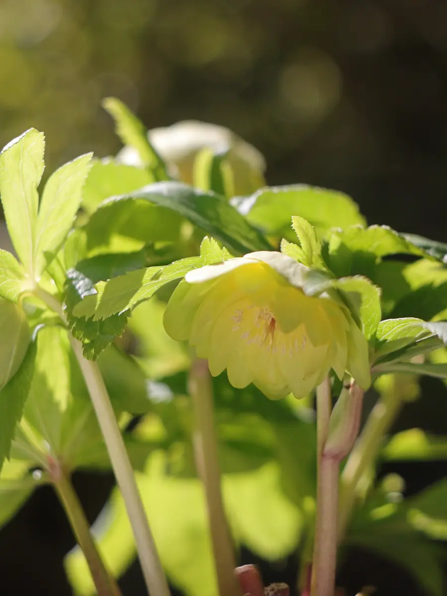 2026/2/23イエロー/グリーングラデー「FY2025(〜2026)クリスマス