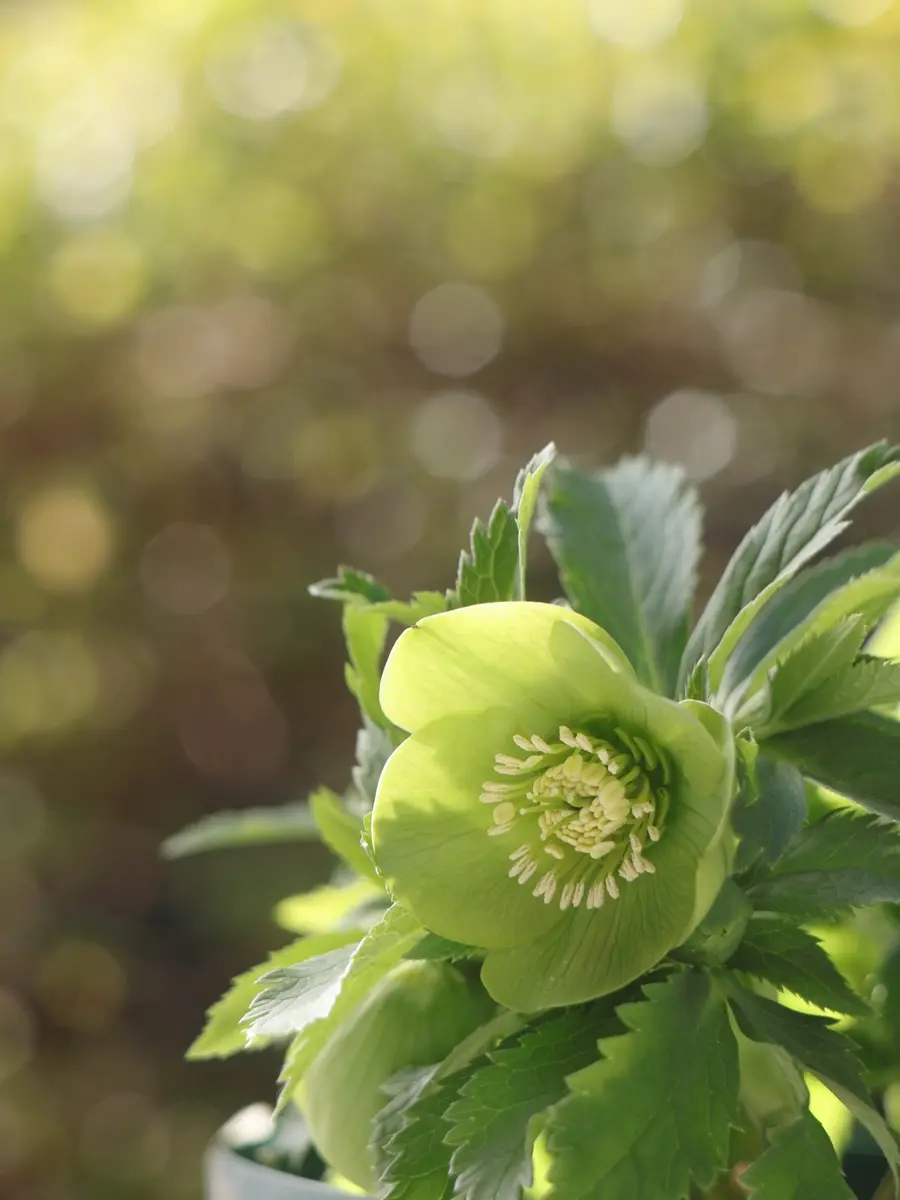 2026/2/7原種オドルス中輪グリーンが「FY2025(〜2026)クリスマス