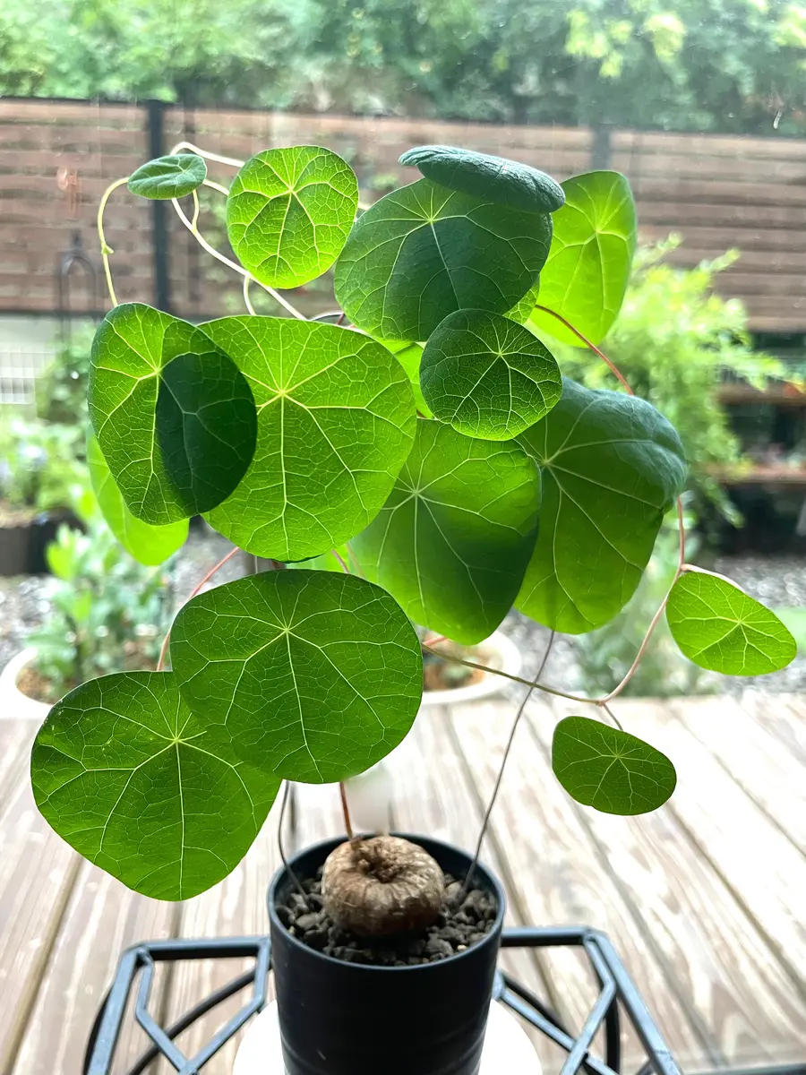 ステファニア エレクタ ステファニア エレクタ 塊根植物 塊根植物