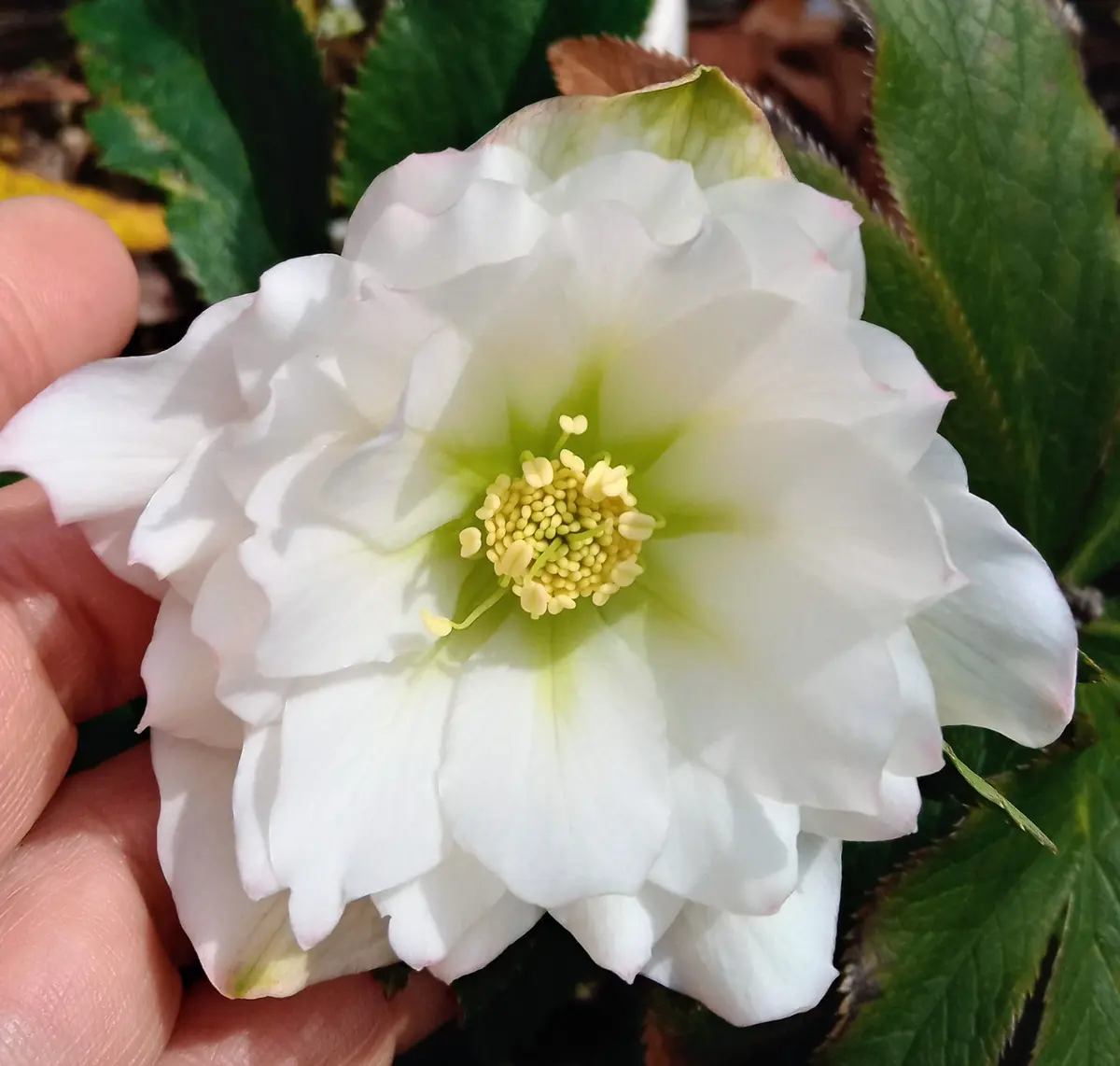 糸ピコですが細すぎてほぼ白のダブルです「クリスマスローズ2026」の