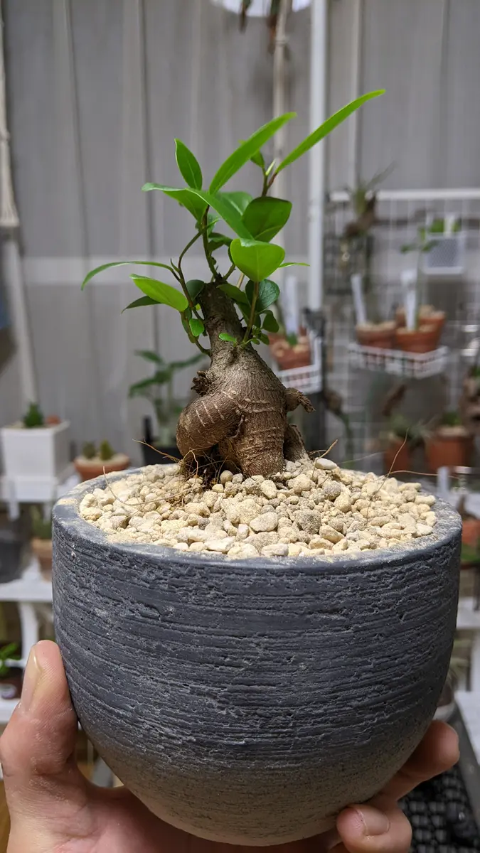 ガジュマル ガジュマルの写真-みんなの趣味の園芸2592320