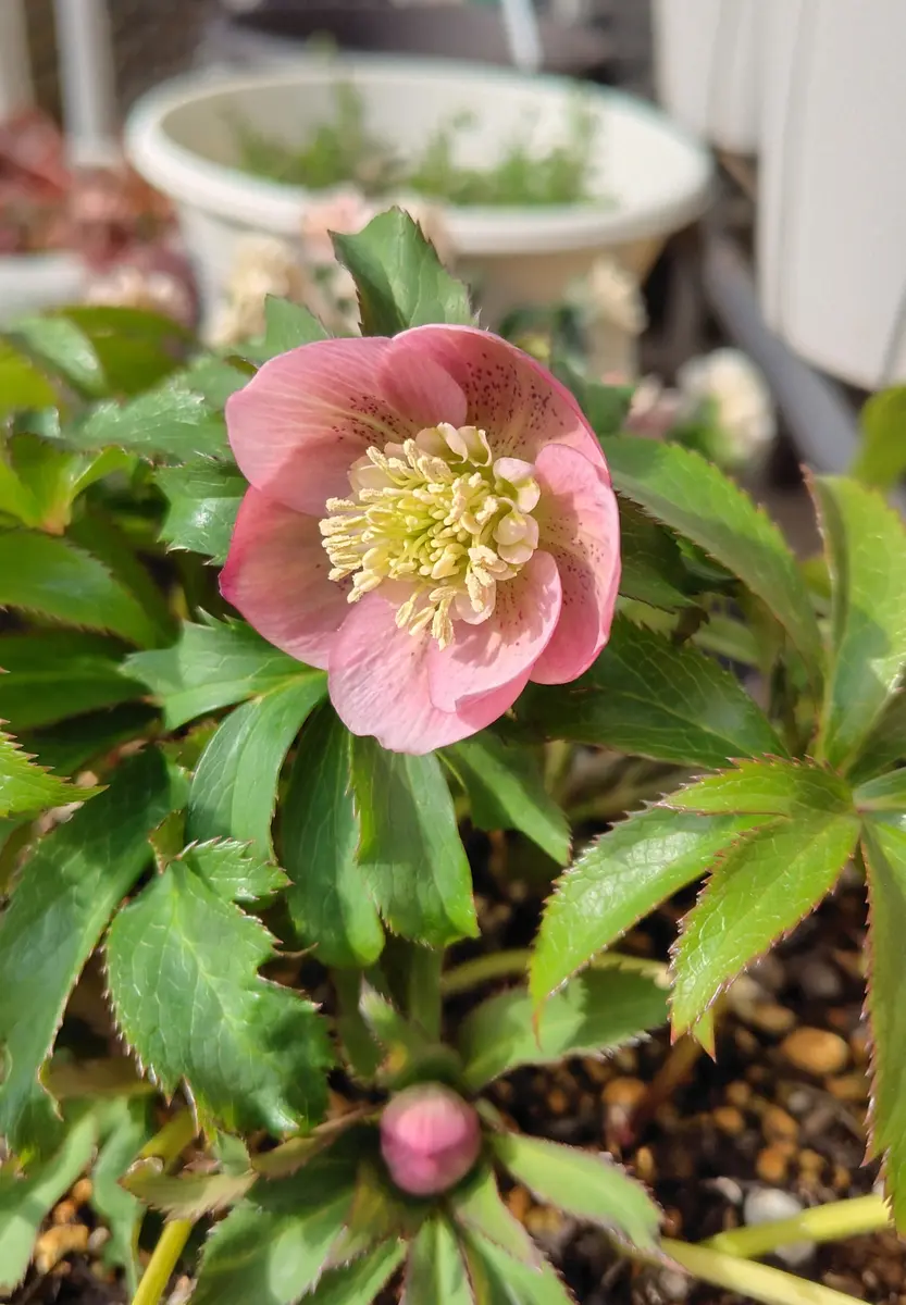クリスマスローズの開花。例年クリス「2026年のアルバム」の